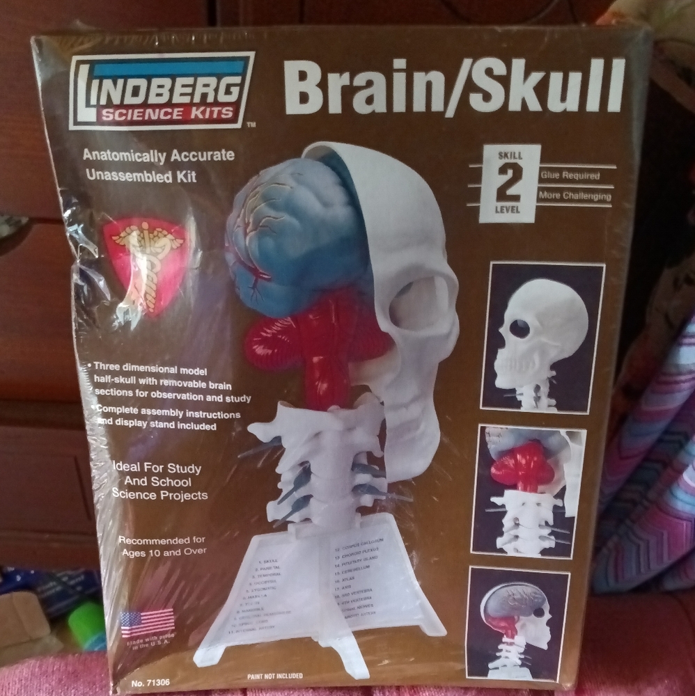 Fun Skull Model Halloween Fun - Picture 5 of 5